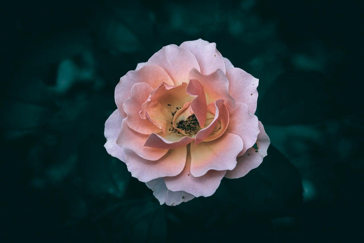 Floral 5