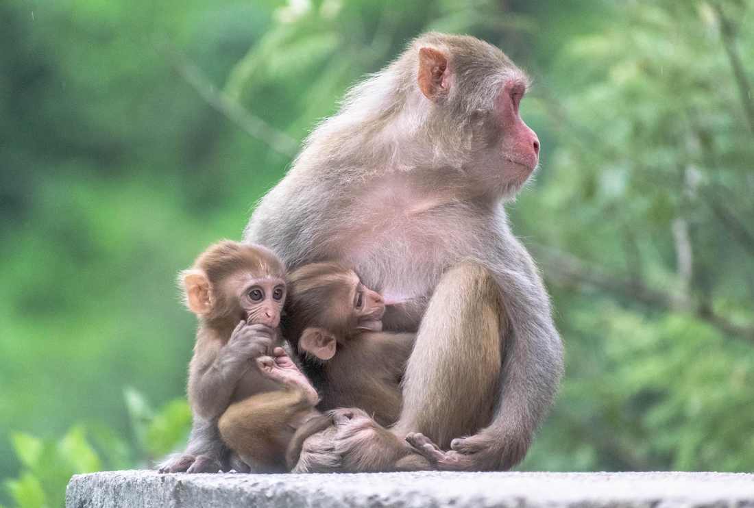 Casal Noivinhos Especiais