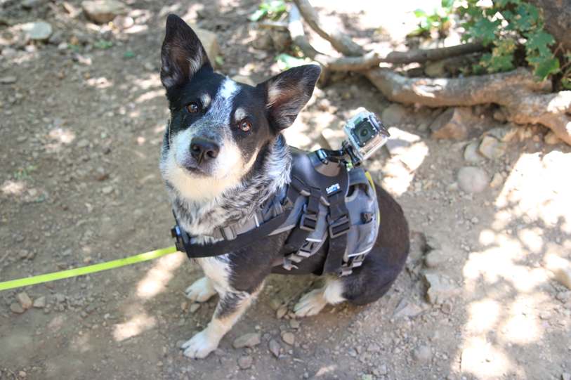 Animais Praia Circle