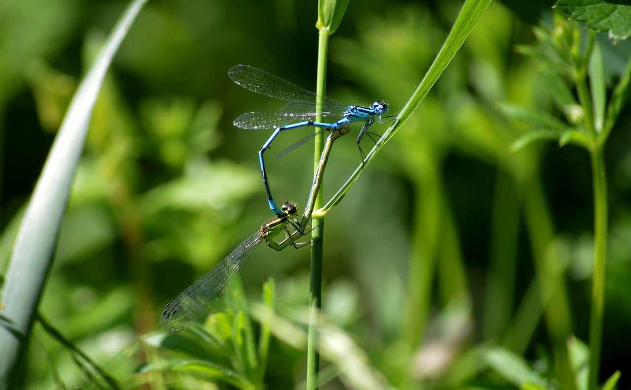 Bebezinho Blue Boy
