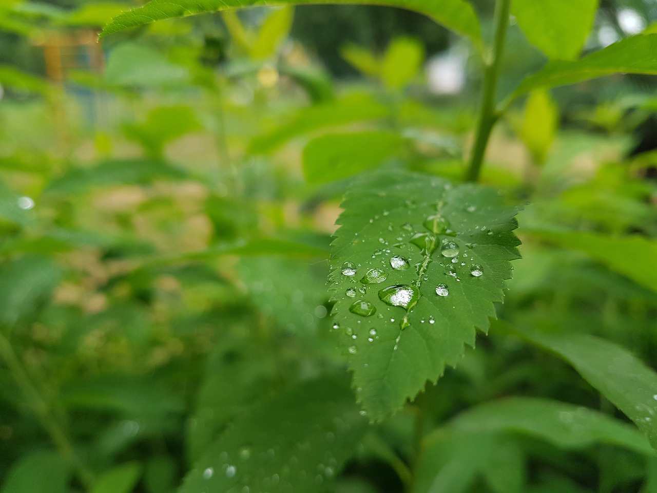 Animaizinhos Floresta