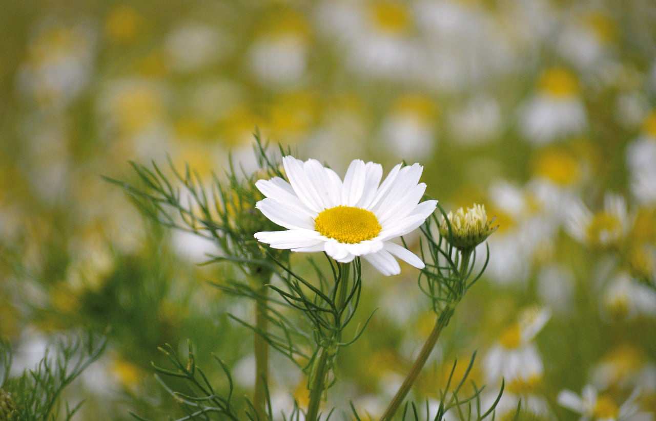 Alfabeto Florescer