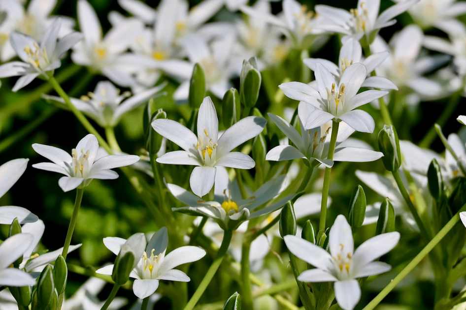 Corações Florais 002