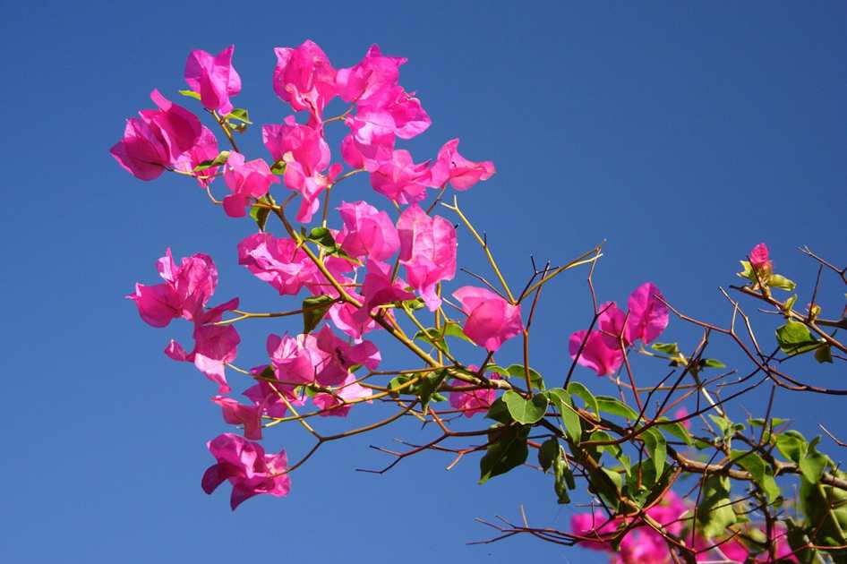 Floral Mirage