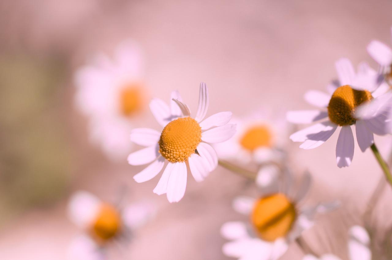 Floral Sweet