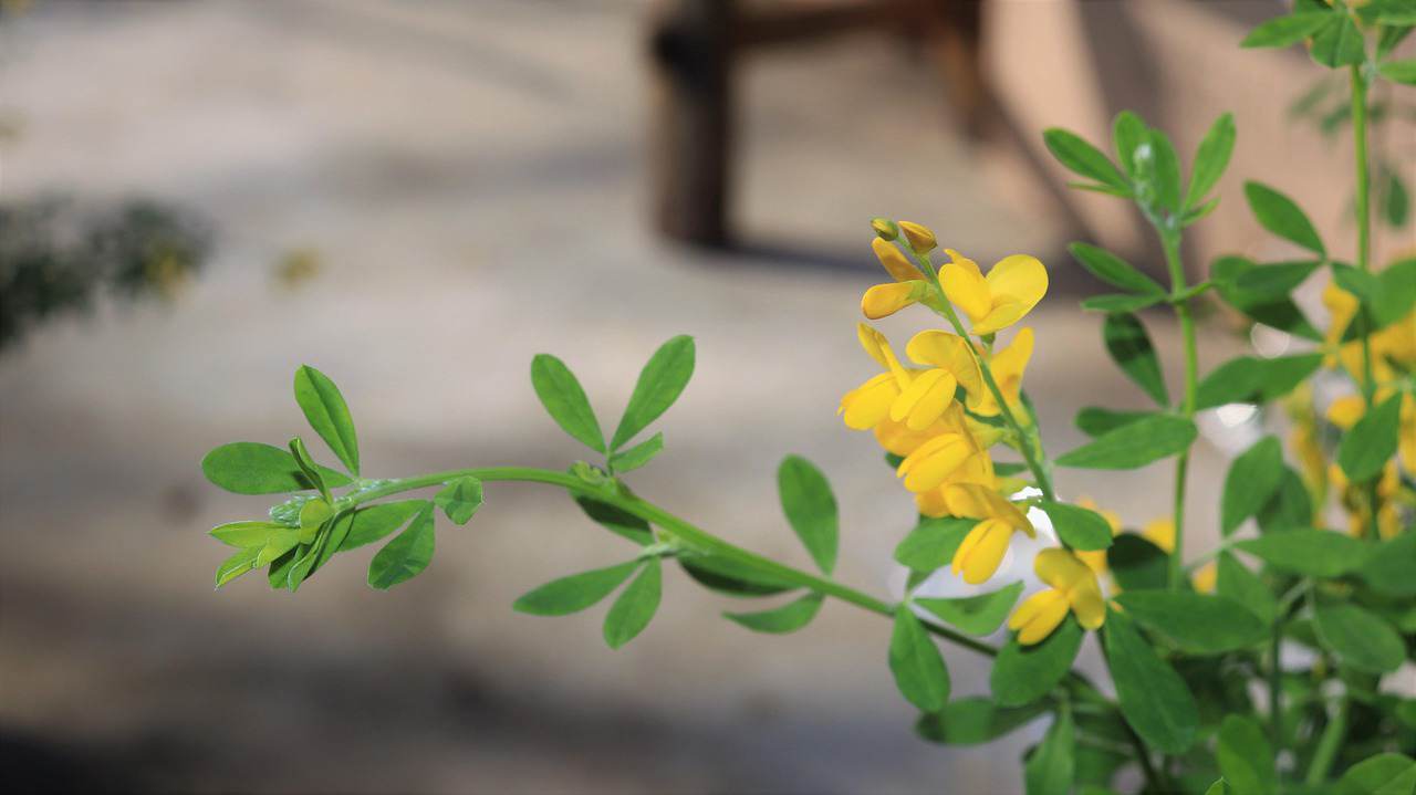 Floral Rosê 001