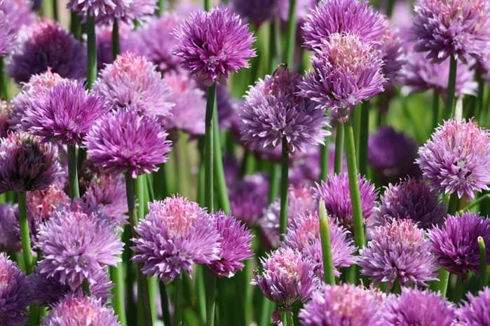 Flores Beautyful