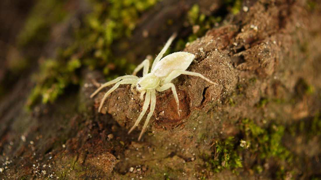 Molduras em Aplique 001
