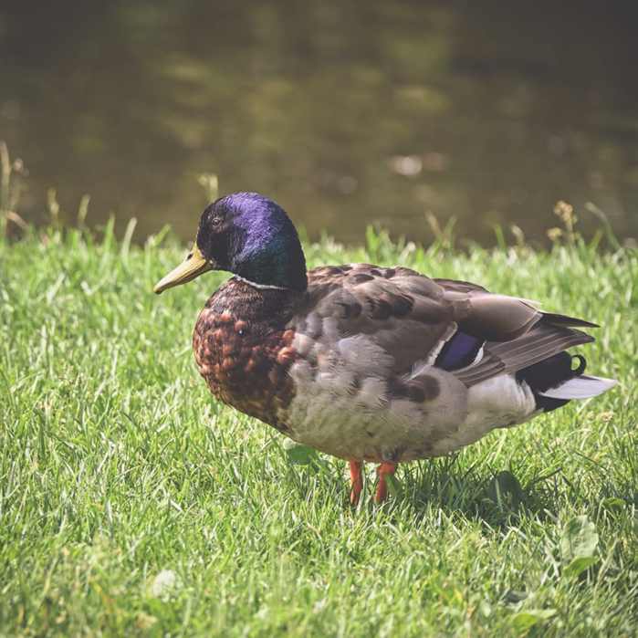 Animais Balão Aplique 001
