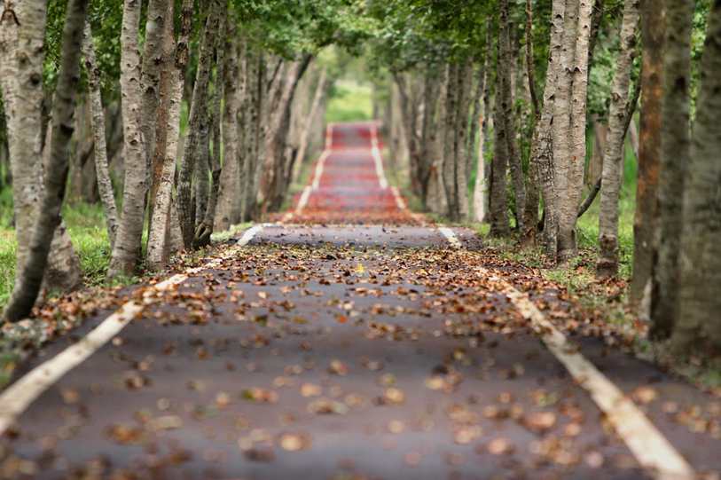 Floral 11