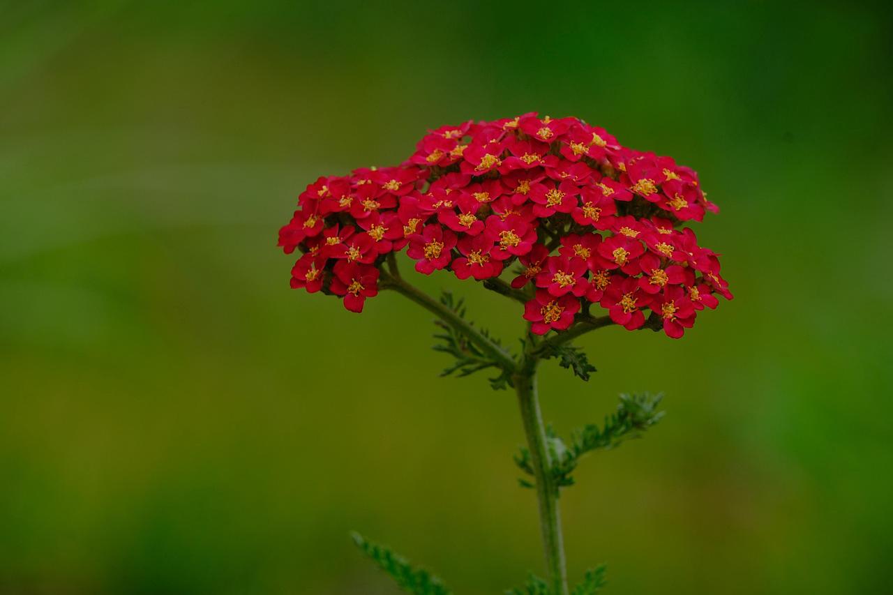 Floral 30