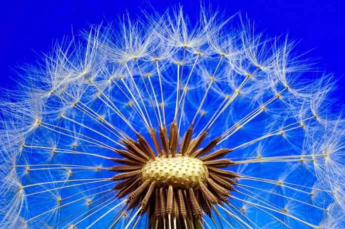 Dia dos Pais 1