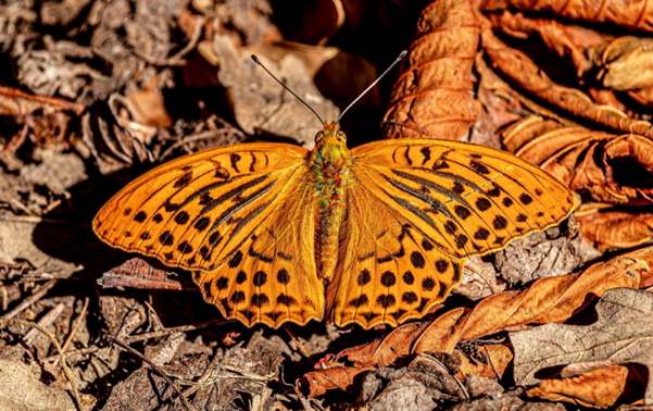 Borboleta Aplique 1