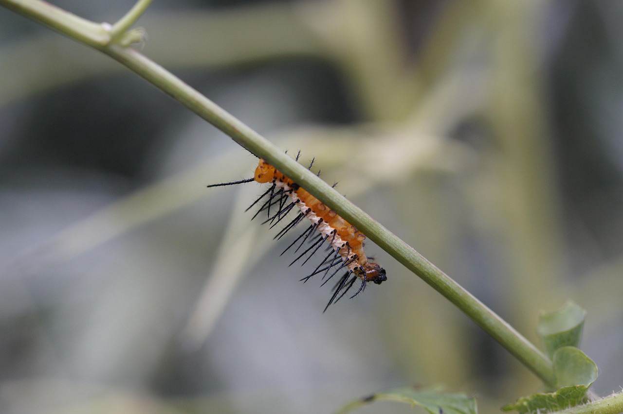 Lilica Ripilica Pacote 2