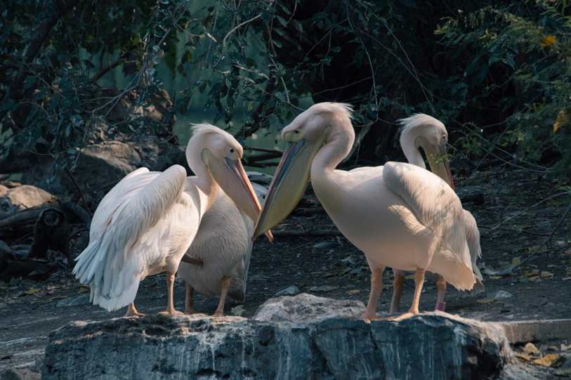 Patatá 1