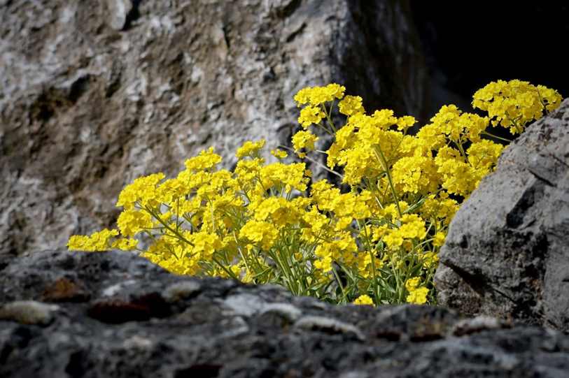 Cavalinhos Amore