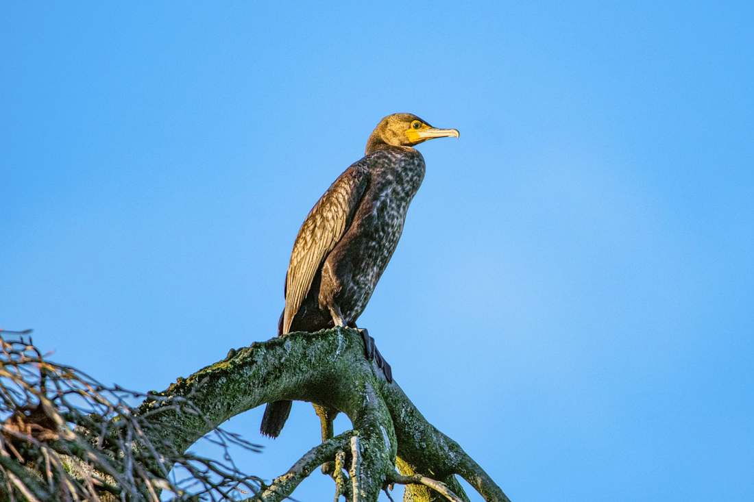 Girafinha Cachecol
