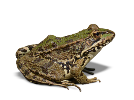 Natalino 49 Vazadinho