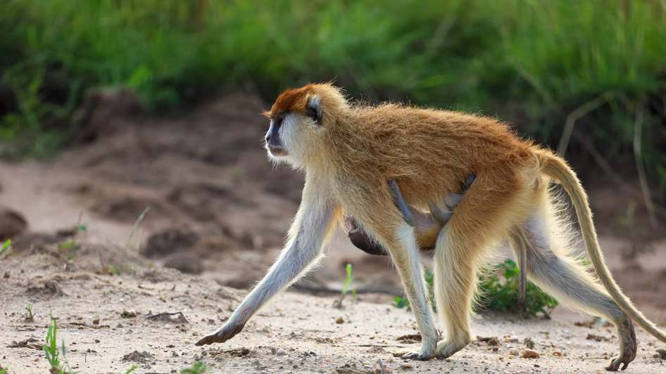 Alfabeto Ponto Cruz